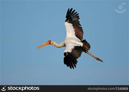 Yellow-billed stork (Mycteria ibis) in flight, Kruger National Park, South Africa. Yellow-billed stork in flight