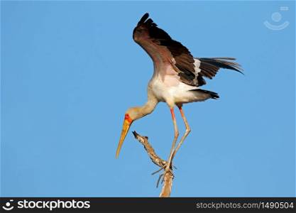 Yellow-billed stork (Mycteria ibis) perched on a branch, Kruger National Park, South Africa