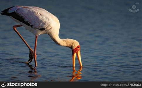 Yellow-billed stork (Mycteria ibis) wading in shallow water - Kruger National Park (South Africa)