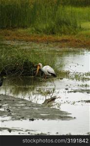 Yellow-Billed stork (Mycteria ibis) walking in water, Okavango Delta, Botswana