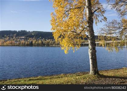 Yellow birch by the lake