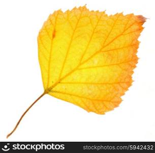 Yellow birch leaf isolated on white
