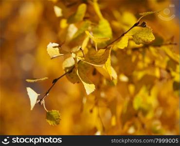 yellow birch leaves in autumn