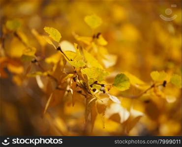 yellow birch leaves in autumn