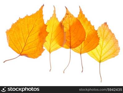 Yellow birch leaves isolated on white
