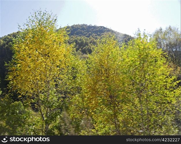 Yellow birch tree and autumn caucasus landscape