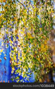yellow birch tree foliage in autumnal morning