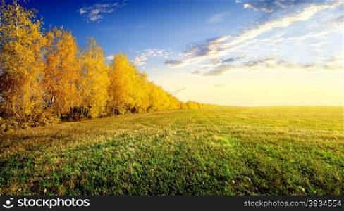Yellow birches on autumn field at sunrise