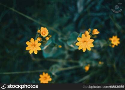 yellow blackstonia perfoliata flower on a dark unfocused background