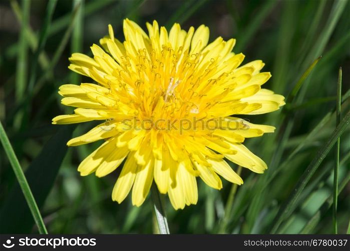 Yellow blooming dandelion close up