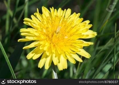 Yellow blooming dandelion close up