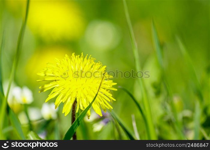 Yellow blooming dandelion close-up in meadow. Spring flower in the sun.. Yellow blooming dandelion close-up in the meadow. Spring flower in the sun.