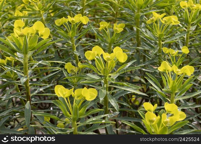 Yellow blooming Euphorbia dendroides shrub close up