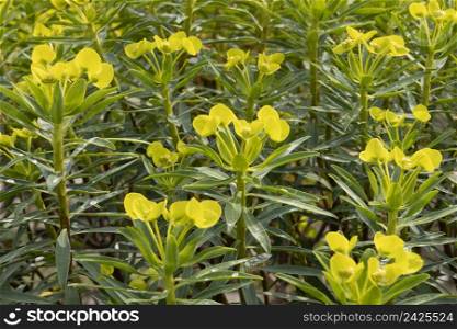 Yellow blooming Euphorbia dendroides shrub close up