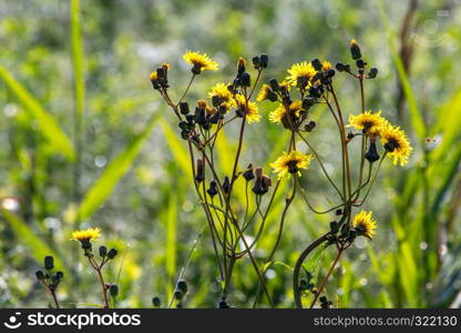 Yellow blooming flowers on a green grass. Meadow with rural flowers. Flowering yellow weed on field. Weed is a wild plant growing where it is not wanted and in competition with cultivated plants.