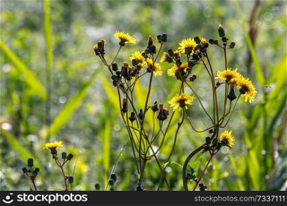 Yellow blooming flowers on a green grass. Meadow with rural flowers. Flowering yellow weed on field. Weed is a wild plant growing where it is not wanted and in competition with cultivated plants.   