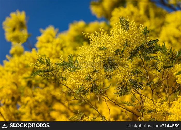 Yellow blooming of mimosa tree in spring. Blue sky as a background.