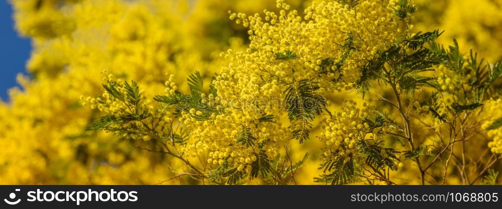 Yellow blooming of mimosa tree in spring. Long wide banner
