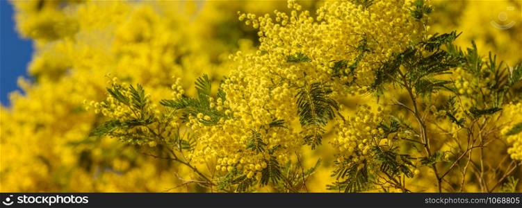 Yellow blooming of mimosa tree in spring. Long wide banner