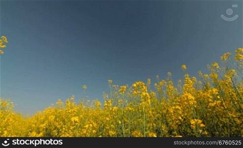 Yellow blooming rape field and blue sky in summer. Pan shot, wide-angle lens