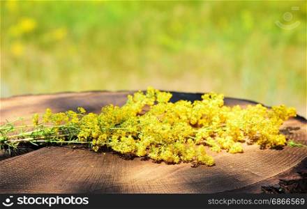 Yellow blooming wildflowers lie on the stump, Galium verum