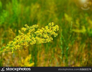 Yellow blooming wildflowers on a summer day, Galium verum