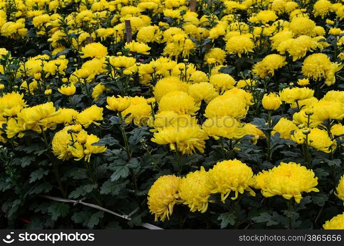 Yellow blossom Chrysanthemum farm inside greenhouse