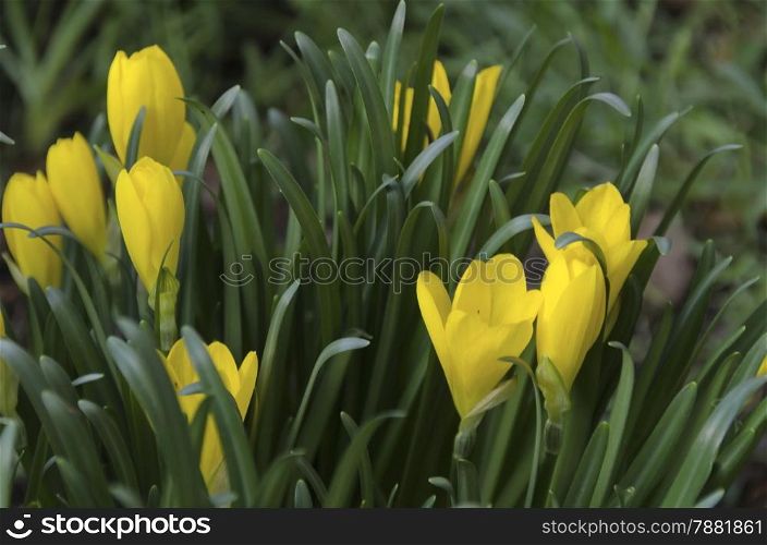 Yellow blossom crocus flower at spring in garden
