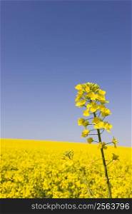 Yellow blossom of canola in front of a field of canola against blue sky