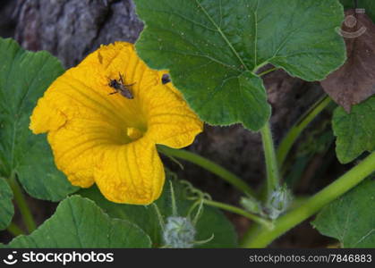 Yellow blossom pumpkin at spring in garden