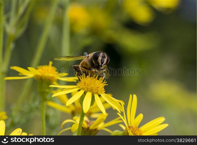yellow blossom with bee insect looking for honey