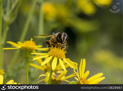 yellow blossom with bee insect looking for honey