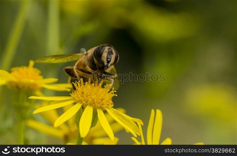 yellow blossom with bee insect looking for honey