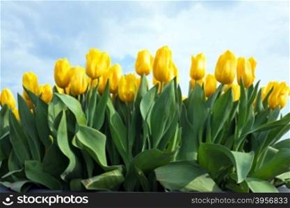 Yellow blossoming tulips against a blue sky in the Netherlands