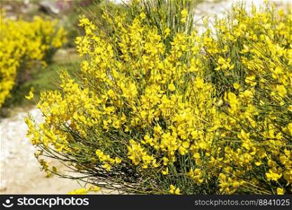Yellow blossoms in Penteli mountain. Idyllic landscape with mountain yellow flowers. Greece.. Yellow blossoms in Penteli mountain. Idyllic landscape with mountain yellow flowers.