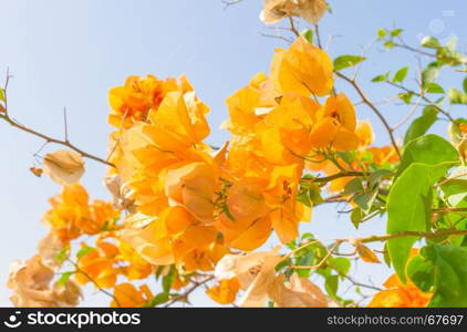 Yellow Bougainvillea flower on blue sky background. Orange yellow Bougainvillea. Beautiful Bougainvillea flower. Bougainvillea for design.