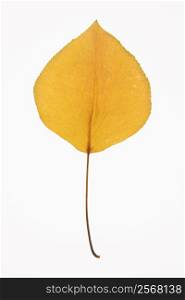 Yellow Bradford Pear leaf against white background.