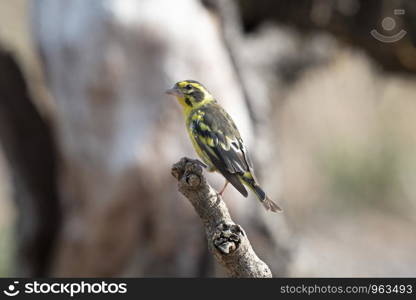 Yellow breasted greenfinch, male, Chloris spinoides, Sattal, Nainital, Uttarakhand, India