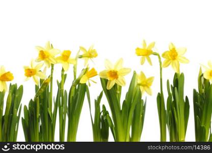 Yellow bright narcissus isolated on white background