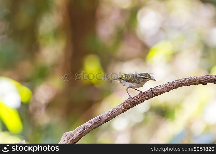 Yellow-browed Warbler (Phylloscopus inornatus) on the branch in nature