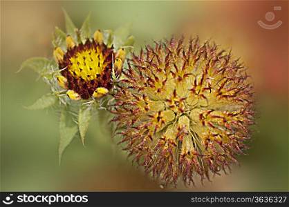 Yellow, brown flower bulb in extreme colours