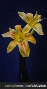 Yellow-brown two lilly at deep blue background