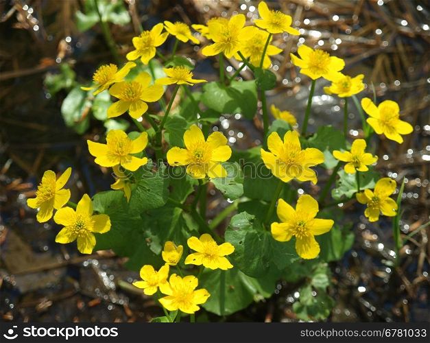 yellow buttercup flower the spring (Potentilla recta)