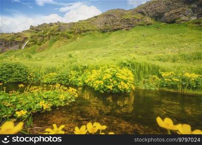 Yellow buttercup flowers by a small river with green meadows and hills in the background