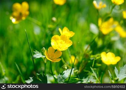 yellow buttercup in green grass. yellow buttercup in green grass in park