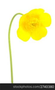 yellow buttercup isolated on white