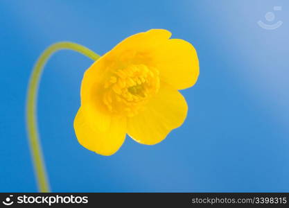 yellow buttercup on backgrounds blue sky