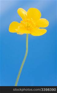 yellow buttercup on backgrounds blue sky
