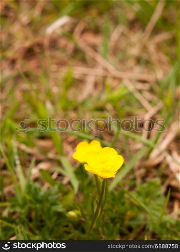Yellow Buttercup on the Ground Macro Isolated and Beautiful in Sun Light During Summer and Spring Single Gorgeous