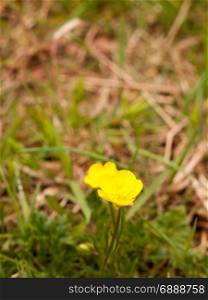 Yellow Buttercup on the Ground Macro Isolated and Beautiful in Sun Light During Summer and Spring Single Gorgeous